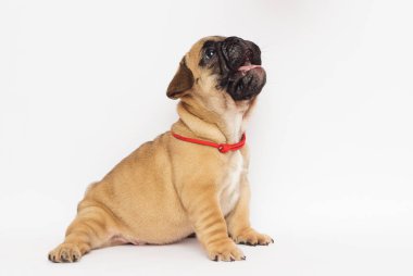 Beyaz arka planda Fransız buldog köpeği.