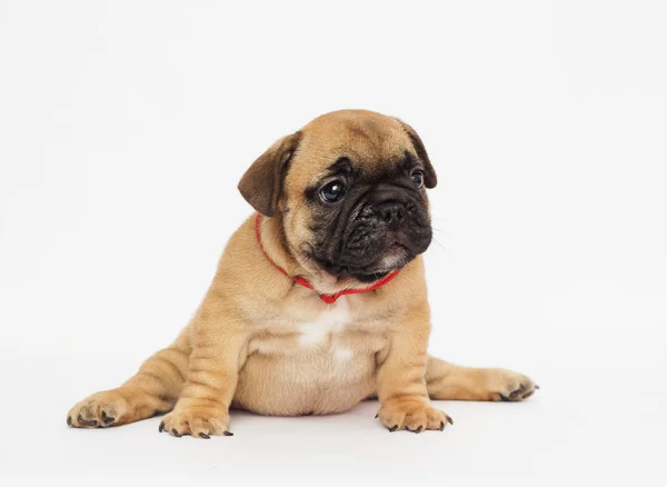Cachorro Ioga Fitness Bulldog Francês — Fotografia de Stock