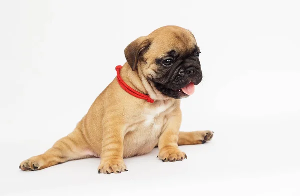 Köpek Yavrusu Yoga Fitness Fransız Buldozer — Stok fotoğraf