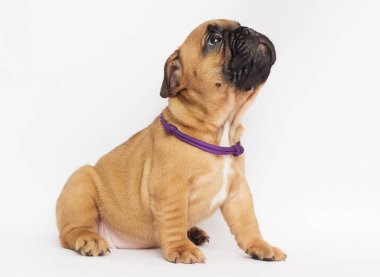 Fransız Bulldog köpek yavrusu yana doğru görünüyor