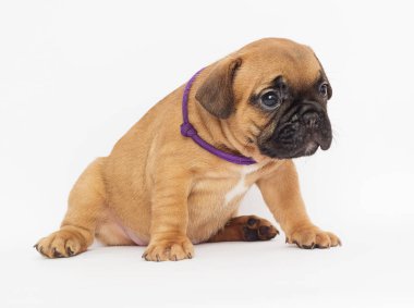 beyaz bir arka plan arıyorum bir Fransız buldozer, küçük köpek yavrusu