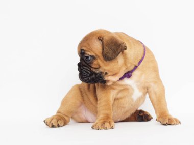 beyaz bir arka plan arıyorum bir Fransız buldozer, küçük köpek yavrusu