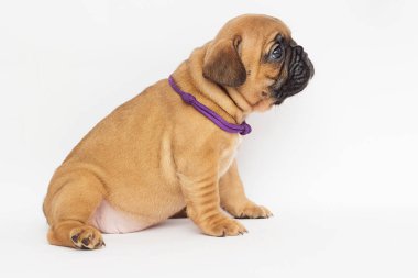 Fransız Bulldog köpek yavrusu yana doğru görünüyor
