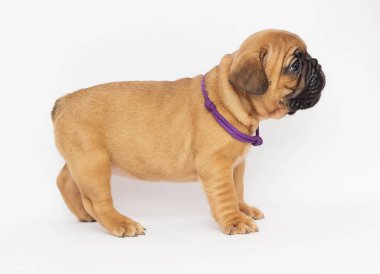 Fransız Bulldog köpek yavrusu yana doğru görünüyor