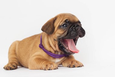 Fransız Bulldog köpek yavrusu yana doğru görünüyor