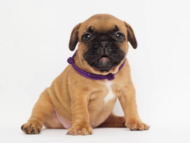 Fransız Bulldog köpek yavrusu görünüyor