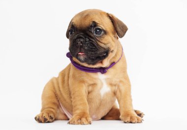 Fransız Bulldog köpek yavrusu görünüyor