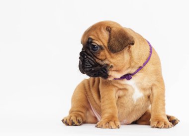 Fransız Bulldog köpek yavrusu yana doğru görünüyor