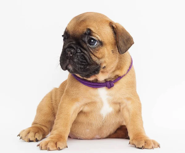 Cachorro Bulldog Francês Olha Para Lados — Fotografia de Stock