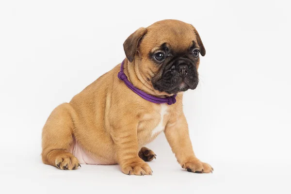 Francês Bulldog Cachorrinho Parece — Fotografia de Stock