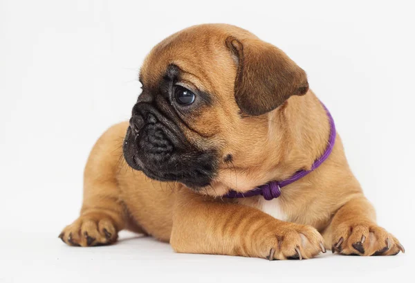 Cachorro Bulldog Francês Olha Para Lados — Fotografia de Stock