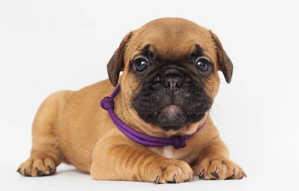 Fransız Bulldog Köpek Yavrusu Görünüyor — Stok fotoğraf