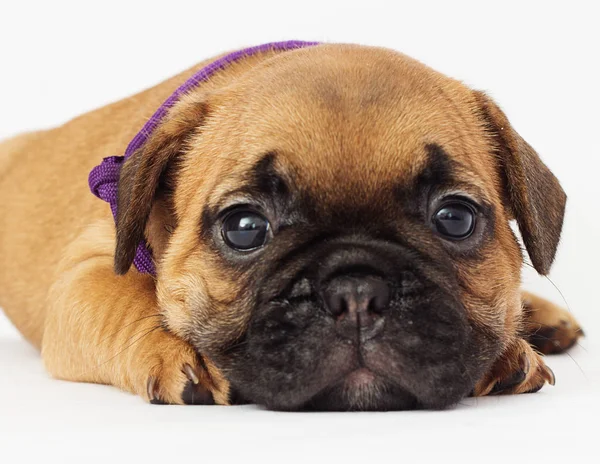 Fransız Bulldog köpek yavrusu görünüyor