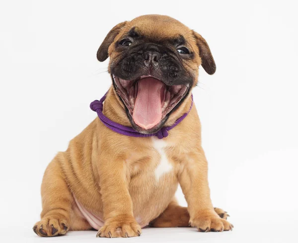 Fransız Bulldog Köpek Yavrusu Gülümseyen — Stok fotoğraf