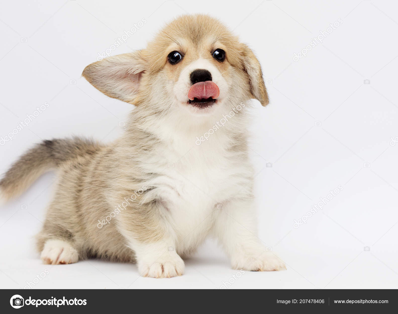 Welsh Corgi Puppy Gray Background Stock Photo C Gurinaleksandr