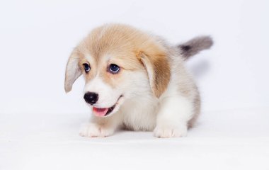 gri bir arka plan üzerine Galce corgi köpek yavrusu