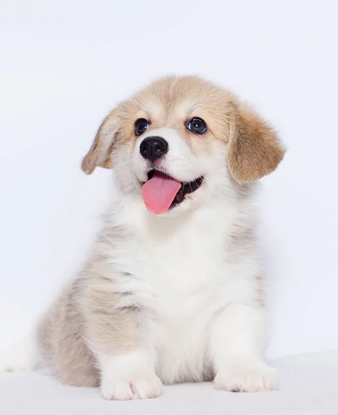 Welsh Corgi Puppy Gray Background — Stock Photo, Image