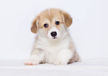 gri bir arka plan üzerine Galce corgi köpek yavrusu