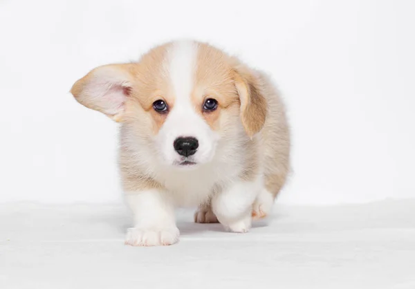 Filhote Cachorro Corgi Galês Fundo Cinza — Fotografia de Stock