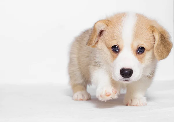 Stüdyoda Galce Corgi Köpek Yavrusu — Stok fotoğraf