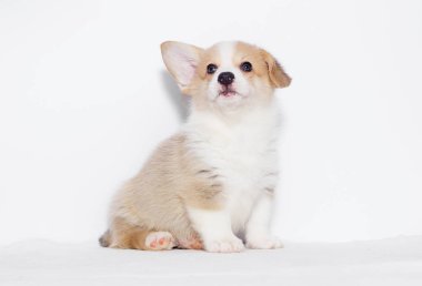 stüdyoda Galce corgi köpek yavrusu