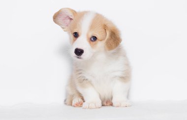 stüdyoda Galce corgi köpek yavrusu