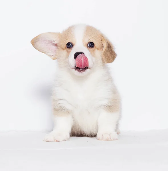 Stüdyoda Galce Corgi Köpek Yavrusu — Stok fotoğraf