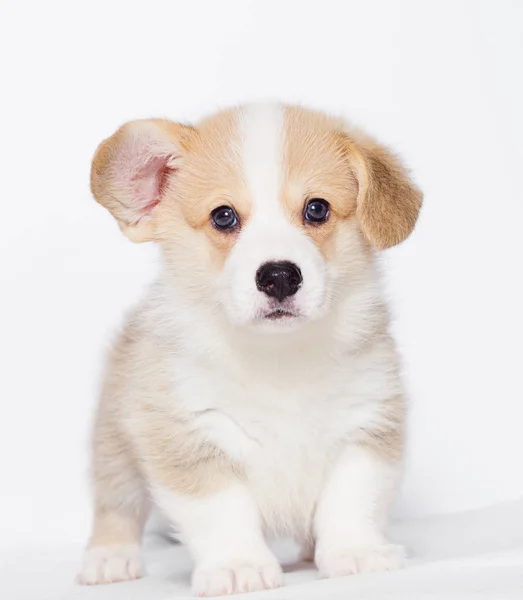 Filhote Cachorro Corgi Galês Estúdio — Fotografia de Stock