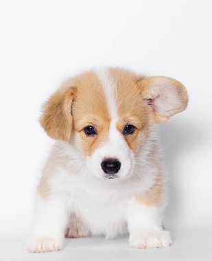 stüdyoda Galce corgi köpek yavrusu