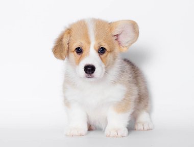 stüdyoda Galce corgi köpek yavrusu