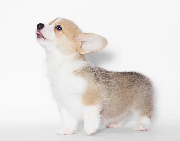 Galés Corgi Cachorro Estudio — Foto de Stock