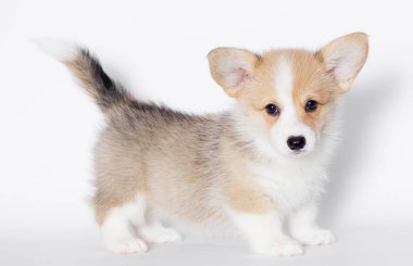 stüdyoda Galce corgi köpek yavrusu