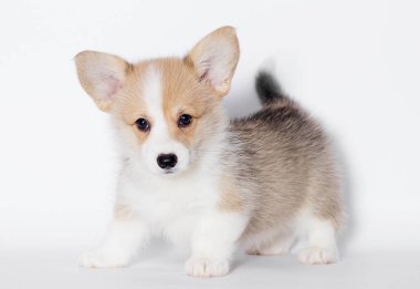 stüdyoda Galce corgi köpek yavrusu