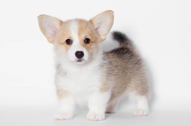 Pembroke welsh corgi köpek yavrusu görünüyor