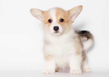Pembroke welsh corgi köpek yavrusu görünüyor