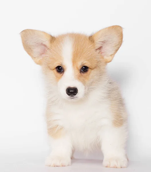 Pembroke Welsh Corgi Köpek Yavrusu Görünüyor — Stok fotoğraf