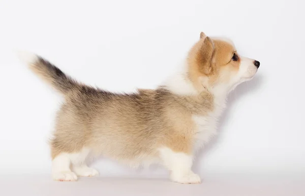 Pembroke Welsh Corgi Köpek Yavrusu Görünüyor — Stok fotoğraf