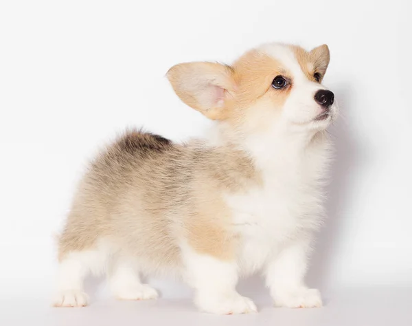 Pembroke Walisischer Corgi Welpe Sieht Aus — Stockfoto