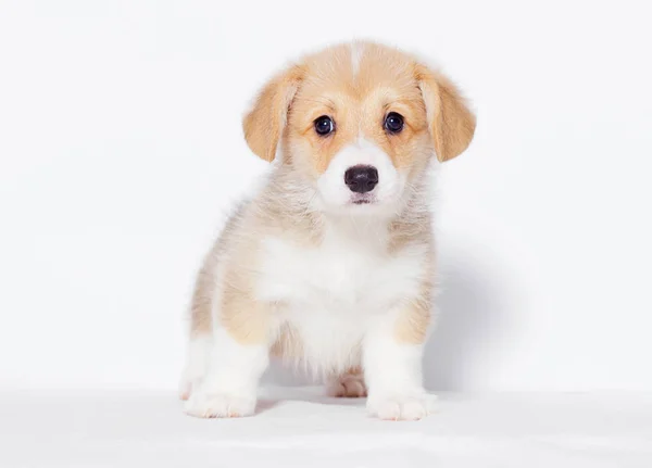 Pembroke Welsh Corgi Köpek Yavrusu Görünüyor — Stok fotoğraf