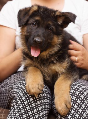 Alman çoban köpek evde