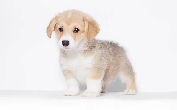 Pembroke Galês Corgi Cachorro Parece — Fotografia de Stock