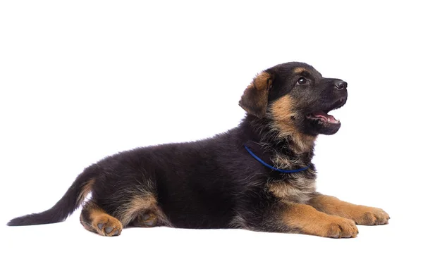 Tysk Herdepuppy Isolerade — Stockfoto