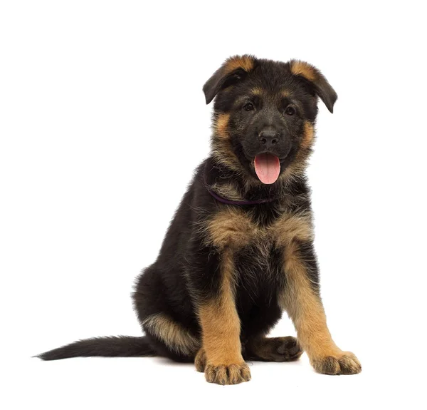 Schäferhund Welpe Isoliert — Stockfoto