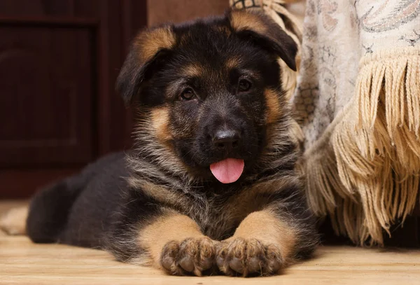 German Shepherd Puppy Home — Stock Photo, Image