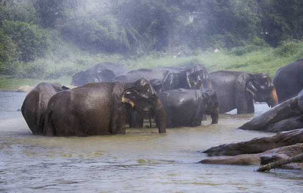 Asian Elephant Rain Stands Sideways — Stock Photo, Image