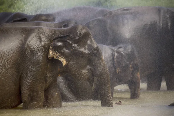 Elefante Asiático Para Lado — Foto de Stock