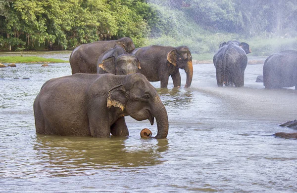 Manada Elefantes Río — Foto de Stock