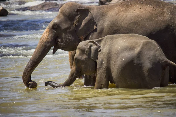 Manada Elefantes Río — Foto de Stock