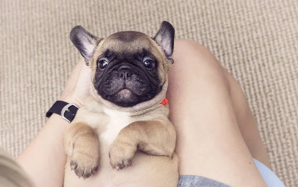 Puppy French Bulldog Lying His Back Top View — Stock Photo, Image