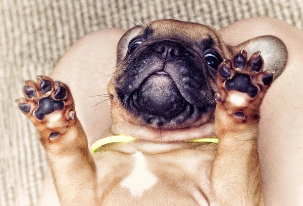 Chiot Bouledogue Français Couché Sur Dos Vue Dessus — Photo